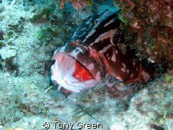Nassau Grouper and Cleaner on reef. by Tony Green 